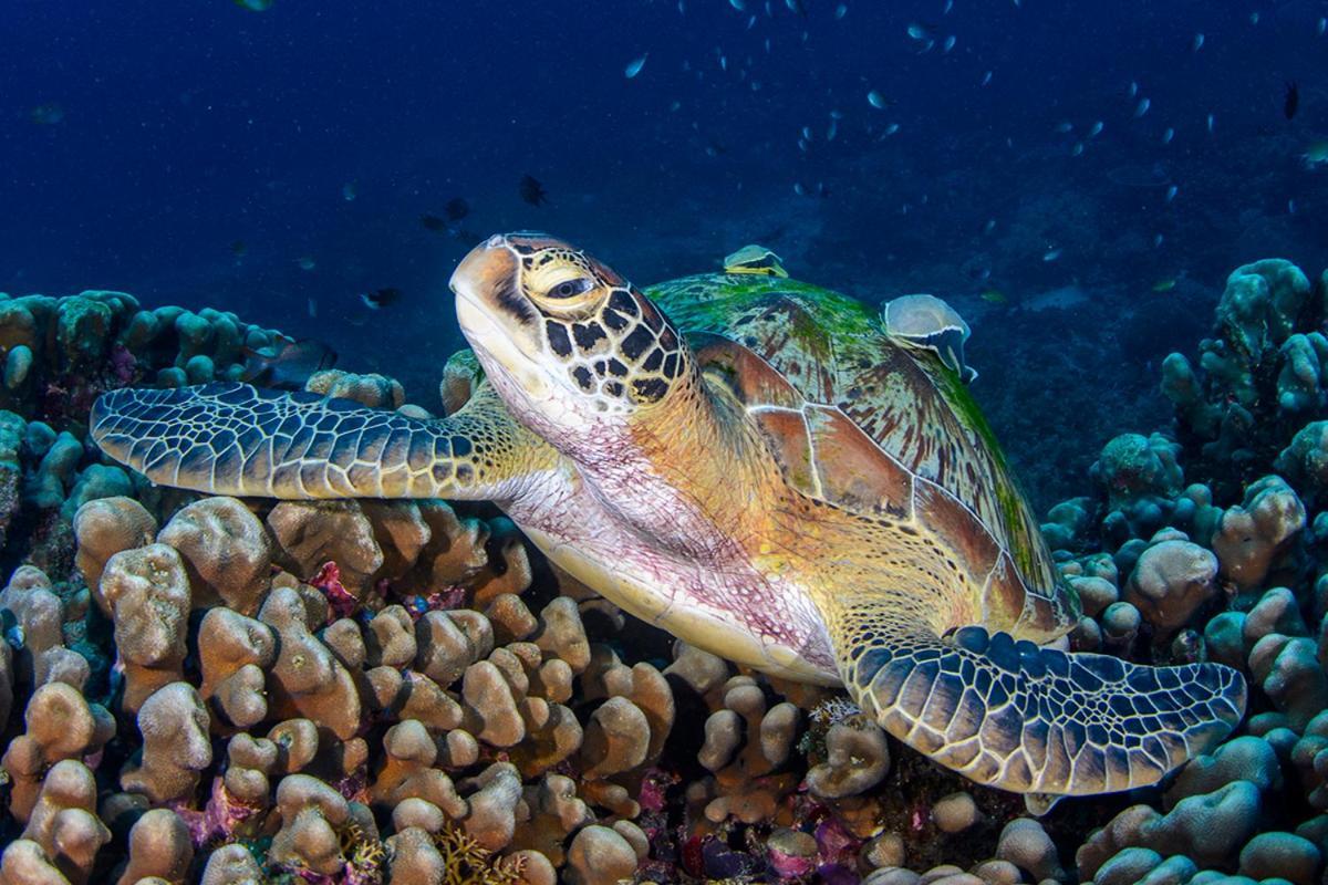 Meno Turtle Bungalows Gili Meno Bagian luar foto